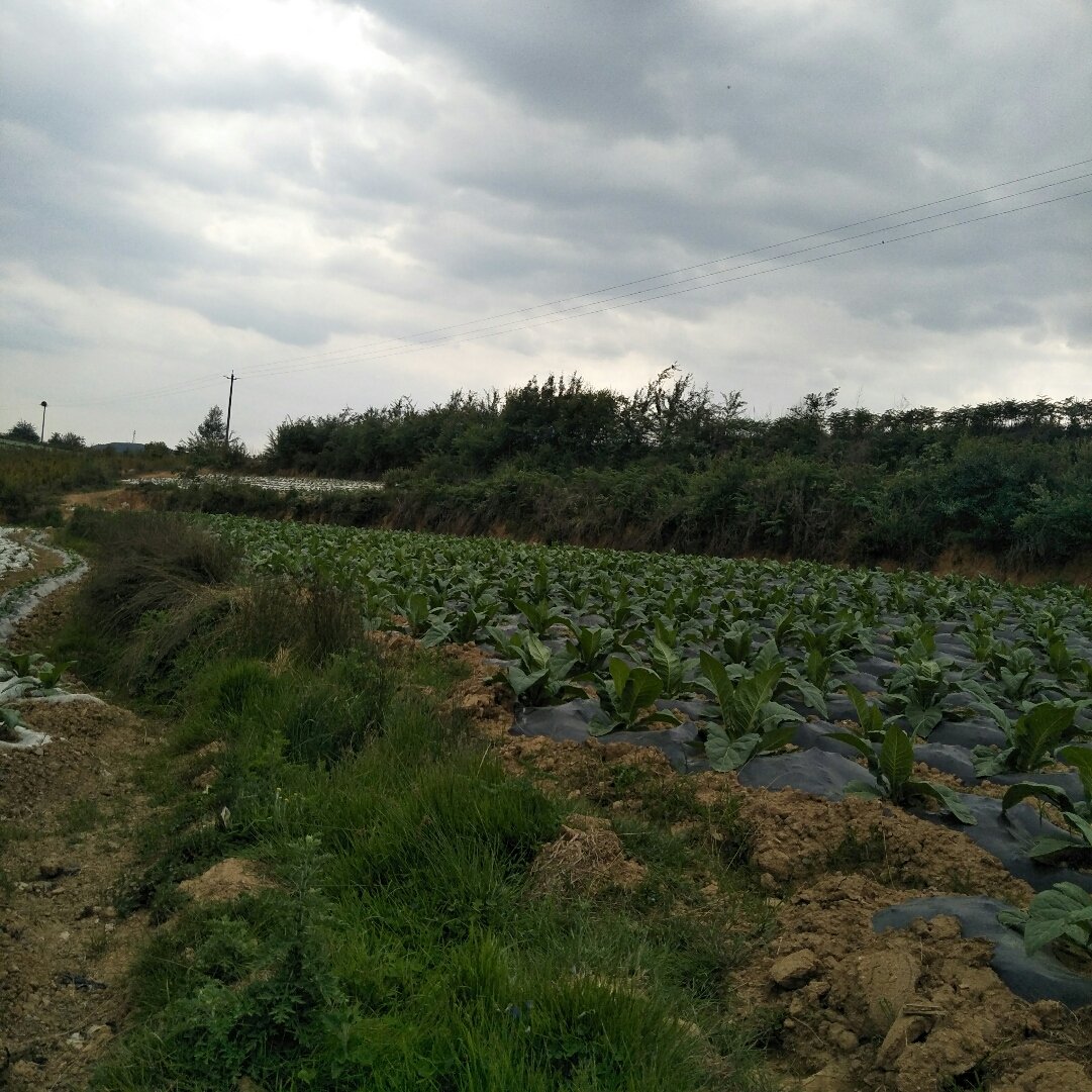 孔国乡天气预报更新通知